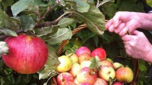 ПОЧЕМУ ЯБЛОНИ ПЛОДОНОСЯТ КАЖДЫЙ ГОД? ТопСад.TopSad. Садовый инвентарь.