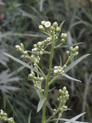 75. Мелколепестник канадский - Erigeron canadensis