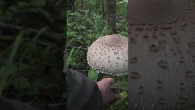 Гигантский гриб Зонтик Пёстрый. 6 августа 2024 года смотреть онлайн