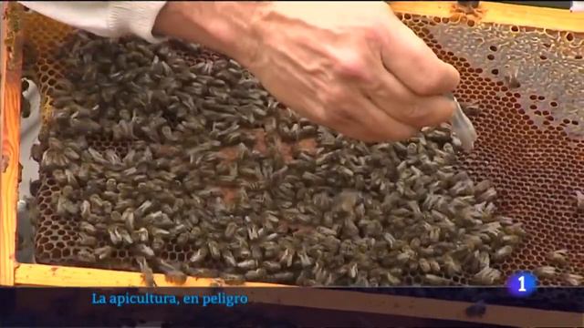 #La1Informatiu - El sector apícola valencià es manifesta a Les Corts #LAUNIÓ | 03.02.2023 смотреть онлайн