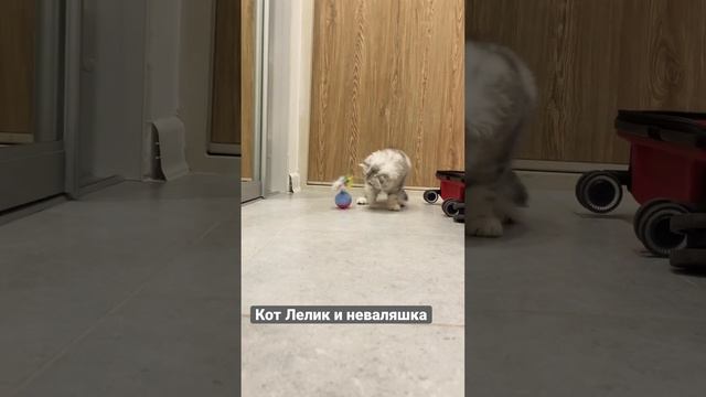 Кот Лелик играет с неваляшкой #cat #cutecat #funny #funnyanimal новая игрушка