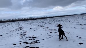 А вот и заяц СТРЕЛЯЙ!!! Охота на зайца  ружьё Тоз-54 штучное . Охота в пахоте зимой.