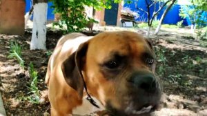 Собака немецкий боксер тренирует голос! Снимаю крупным планом, оплювал всю камеру, злая собака!