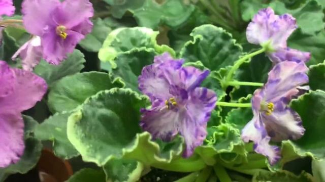 ЧТО ЦВЕТЕТ В НОВОМ ГОДУ ! ЦВЕТУТ ВСЕГДА И ОБИЛЬНО ФИАЛКИ ! смотреть онлайн