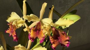 Довиана цветёт!!!! Cattleya dowiana v aurea (Colombia).