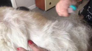 Обучение стриппингу собак, индивидуальный курс