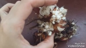 КОГДА ВЫКАПЫВАТЬ ГЛАДИОЛУСЫ НА ЗИМУ?УБОРКА И ХРАНЕНИЕ.МОЙ ОПЫТ