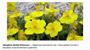 Солнцецвет виды и сорта особенности разведения