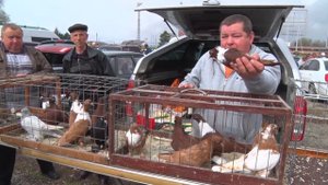 Выставка голубей. Станица Ленинградская. Март 2019.