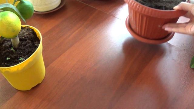 Новый питомец ЛИМОН сорт ЛИЗА. смотреть онлайн