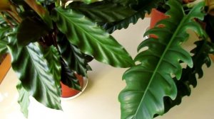 Думайте сами, решайте сами...