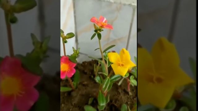 Nunia plant / Portulaca Oleracea at my home.??