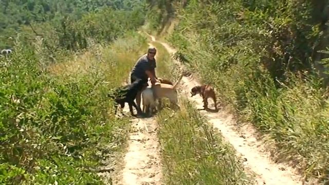 Групповая дрессировка собак смотреть онлайн