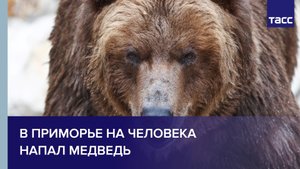 В Приморье на человека напал медведь #shorts