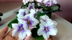 Фиалки. Новые сорта и снова про удобрения, часть вторая