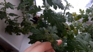 ХРИЗАНТЕМА В КВАРТИРЕ.ВЫРАЩИВАНИЕ