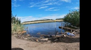 Дикий пруд / есть толстолобик