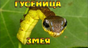 ГУСЕНИЦА-ЗМЕЯ Hemeroplanes triptolemus!