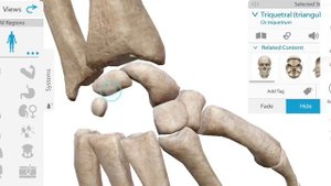 Окостенение: кости запястья. Сесамовидные кости. Сроки появления точек окостенения. 3D-атлас