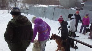Дрессировка собак в Центре специальной дрессировки собак, г.Екатеринбург