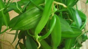 ОРХИДЕЯ  ВАНИЛЬ  |  ВАНИЛЬНАЯ  ОРХИДЕЯ