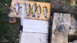 Чистим рыбу. Линь.