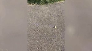 Случаи Пассивно-Агрессивной Мести
