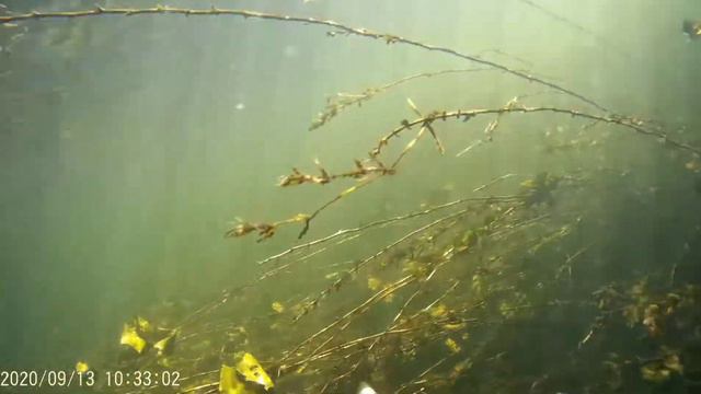 подводная охота за щукой по чистой воде смотреть онлайн