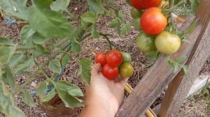 Эти помидоры не только накормят, но еще и развеселят! Томаты с забавными названиями.