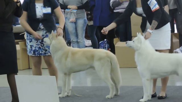 Лучший кобель, моно Челябинск 16.10.2016 смотреть онлайн
