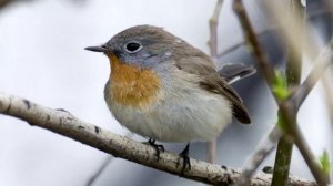 Пение птиц - Малая мухоловка