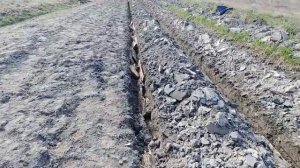 Как правильно сажать спаржу