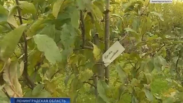 Апробация плодово-ягодных культур в Ленинградской области (сюжет ГТРК-Санкт-Петербург)