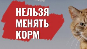 Когда нельзя переводить кошку на другой корм или натуралку