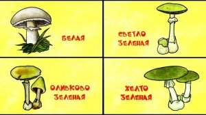 Почему грибы бывают ядовитыми Профессор Почемушкин