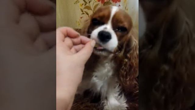 Кнопка кушает мандарины!Кавалер кинг чарльз & Мандарин смотреть онлайн