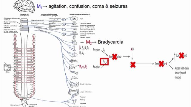 USMLE RX - 11.Фармакология - 1.Препараты Автономной НС - 8.Отравление ингибиторами холинэстеразы ФОС