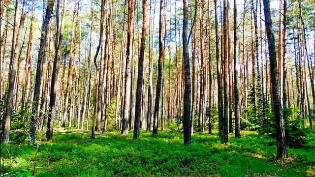 Красивое пение птиц в лесу на рассвете. Звуки природы для сна и отдыха. Пение птиц.