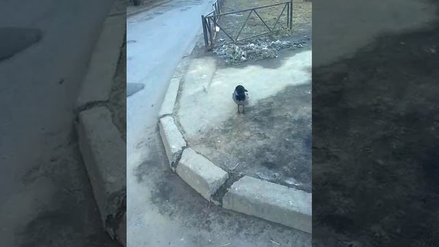 Сварливая ворона. смотреть онлайн