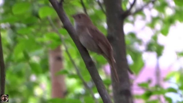 Пение соловья / Nightingale Song #пениесоловья #nightingalesong