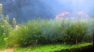 ? Бактериальная вспышка в аквариуме, коагулянт.