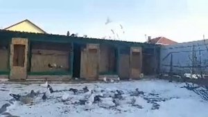 Асд 2-фракция Для Голубей