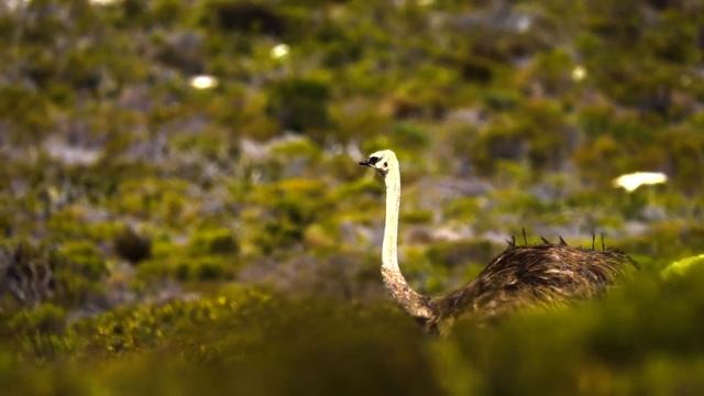 The Greatest BIRD COLLECTION in 8K 60FPS HDR