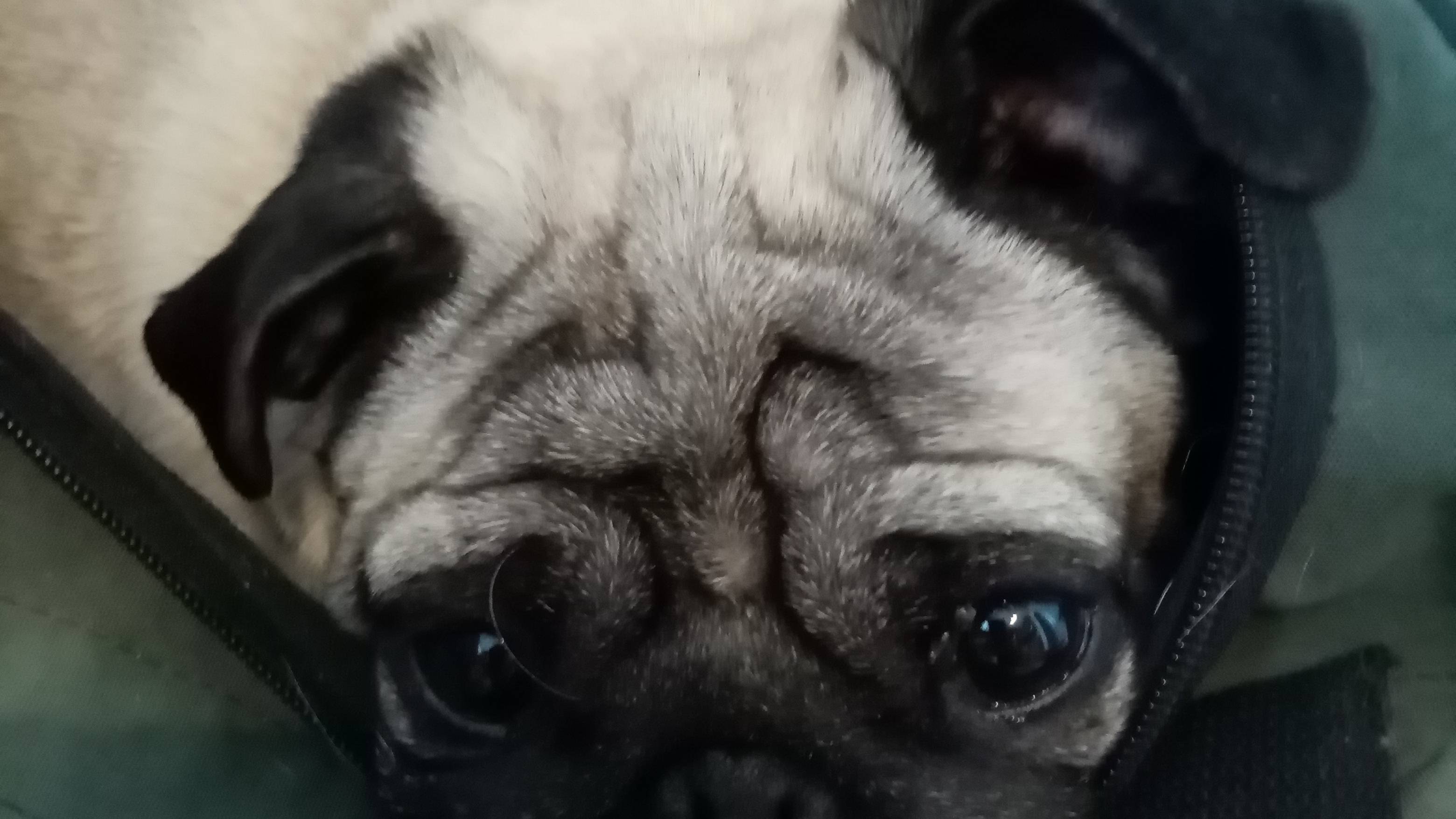 Мама -Элиз.#Мопсы