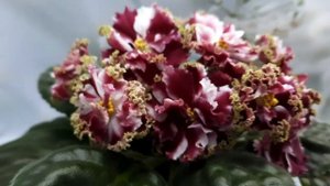 Фиалка КО-Петушок Золотой Гребешок