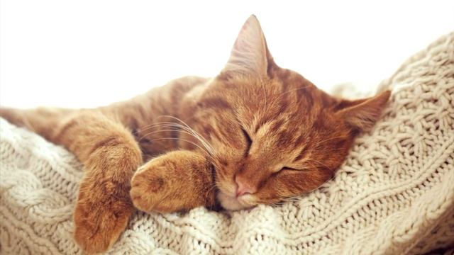 Кот пришёл ночью попрощаться смотреть онлайн