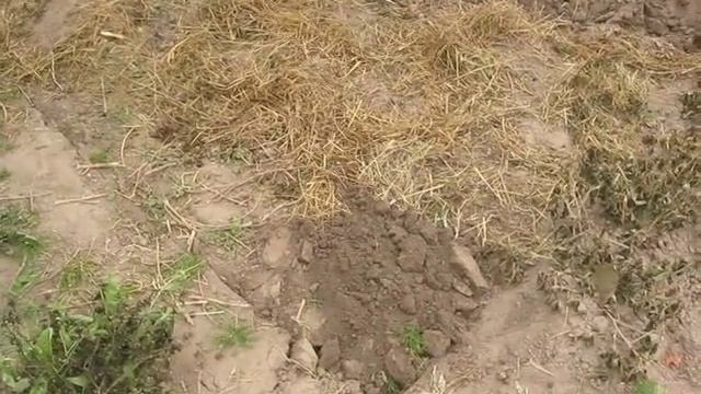 Чтобы груша плодоносила каждый год...