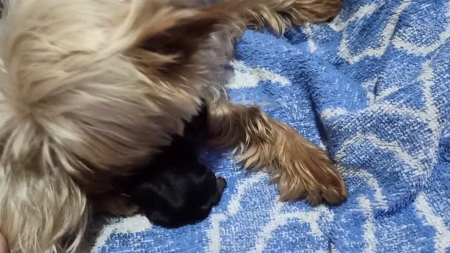 Малыш Йорк день второй. Растёт и крепчает. смотреть онлайн