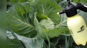 ГУСЕНИЦЫ И СЛИЗНИ ИСЧЕЗНУТ! СТОЛОВАЯ ЛОЖКА СРЕДСТВА НА ВЕДРО ВОДЫ ТВОРИТ ЧУДЕСА