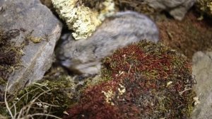 Новая Земля